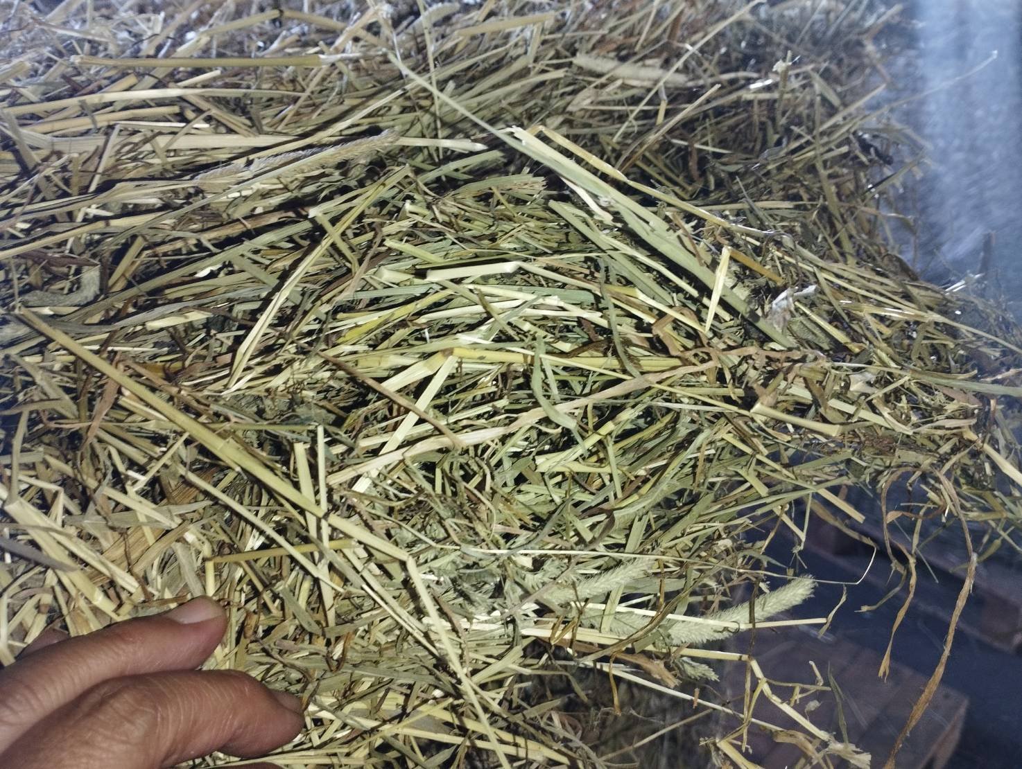 北海道産チモシー 令和7年度1番刈り （1kg～5kg） | うりんこファーム