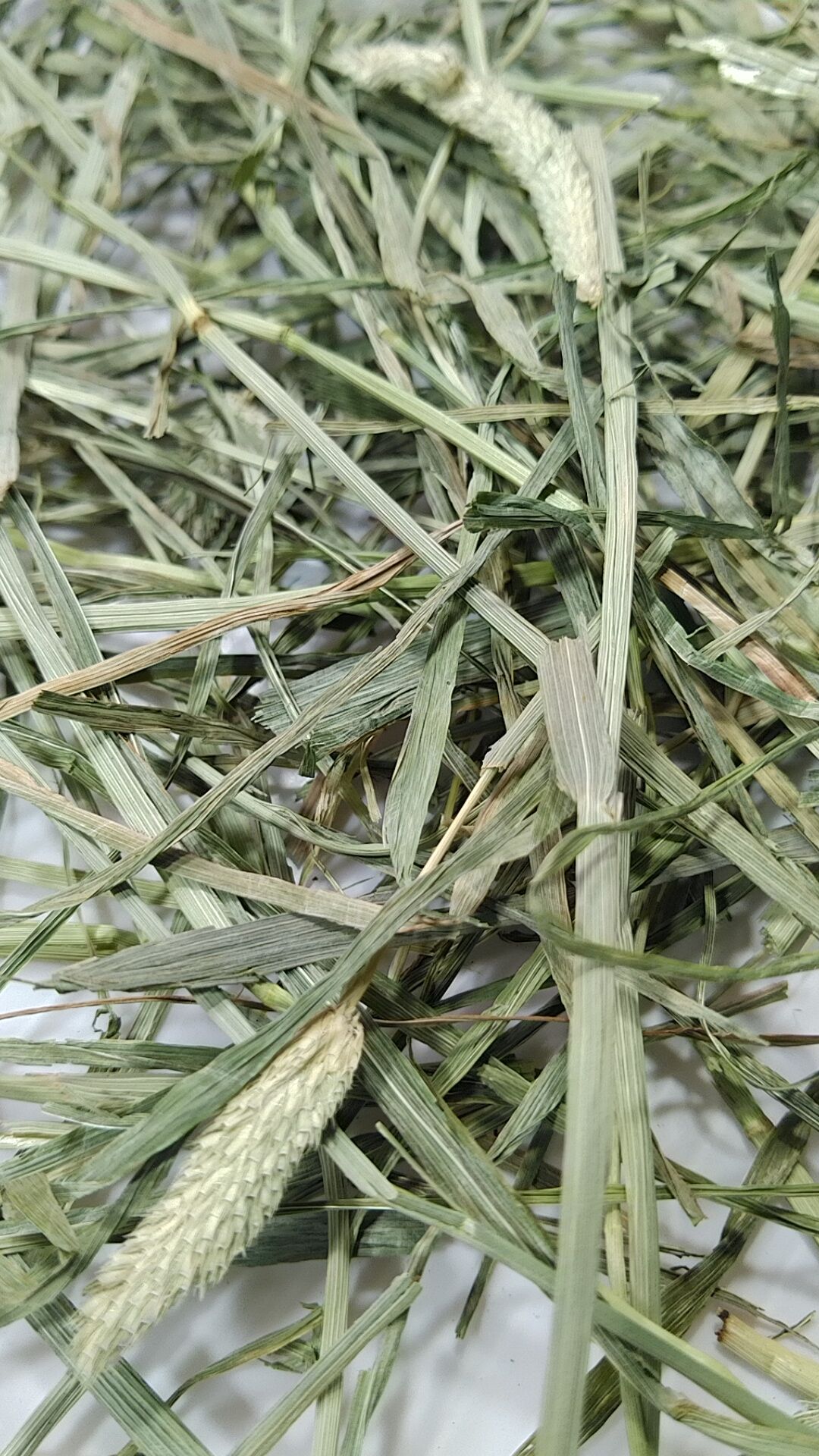 US産チモシー ダブルプレス 2番刈り（1kg～5kg) | うりんこファーム