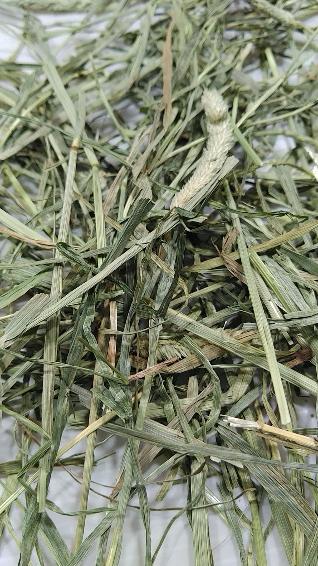 US産チモシー ダブルプレス 2番刈り（1kg～5kg) | うりんこファーム