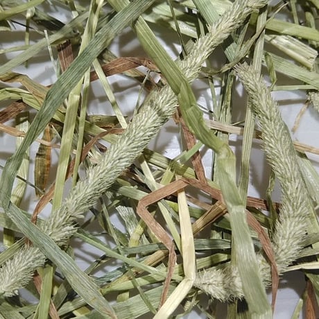外国産お試しパック（外国産牧草5種250g）【送料込み】