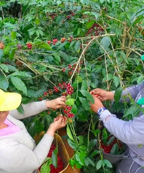フレンチロースト（コロンビア　メサデ サントス農園　JAS Organic 、Bird Friendly ）  200g