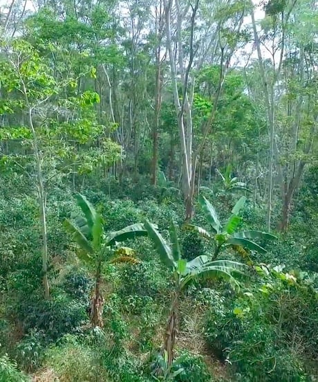 コロンビア　メサデ サントス農園　JAS Organic 、Bird Friendly      200g