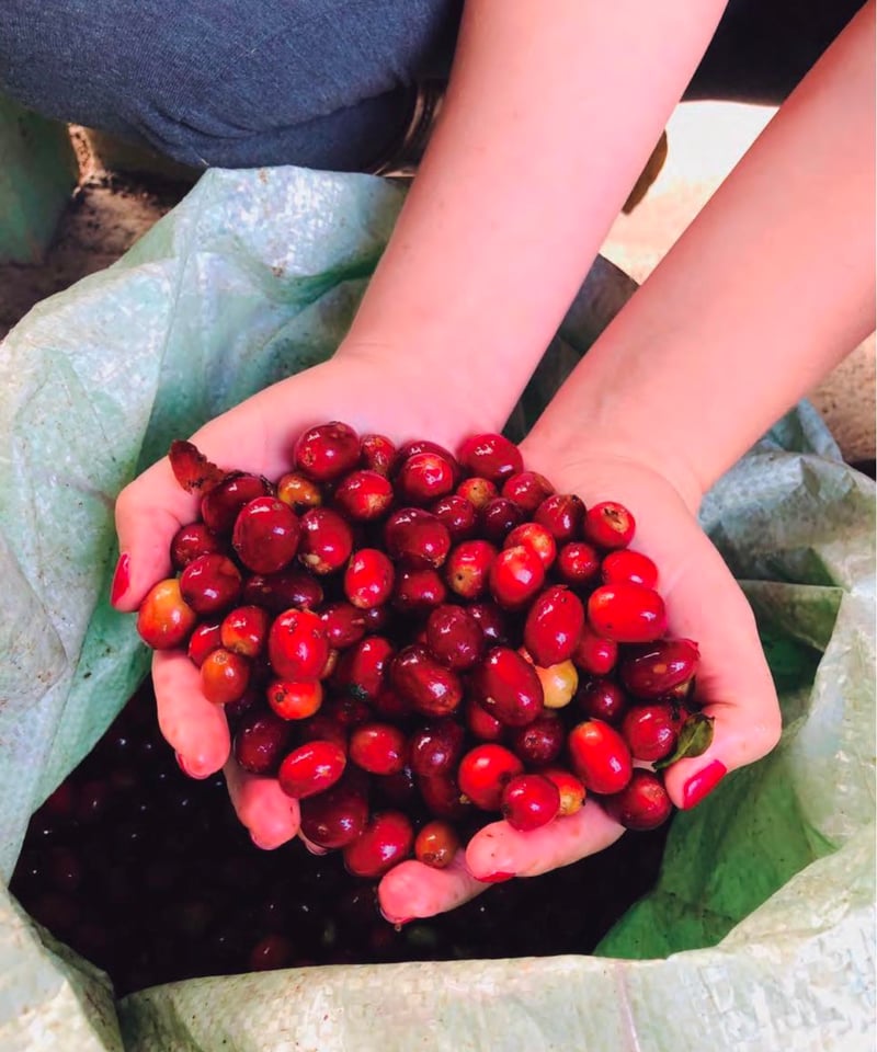 ニカラグア ラス マリアス農園 AAA ウォッシュ製法 200g | THE FIVE BE