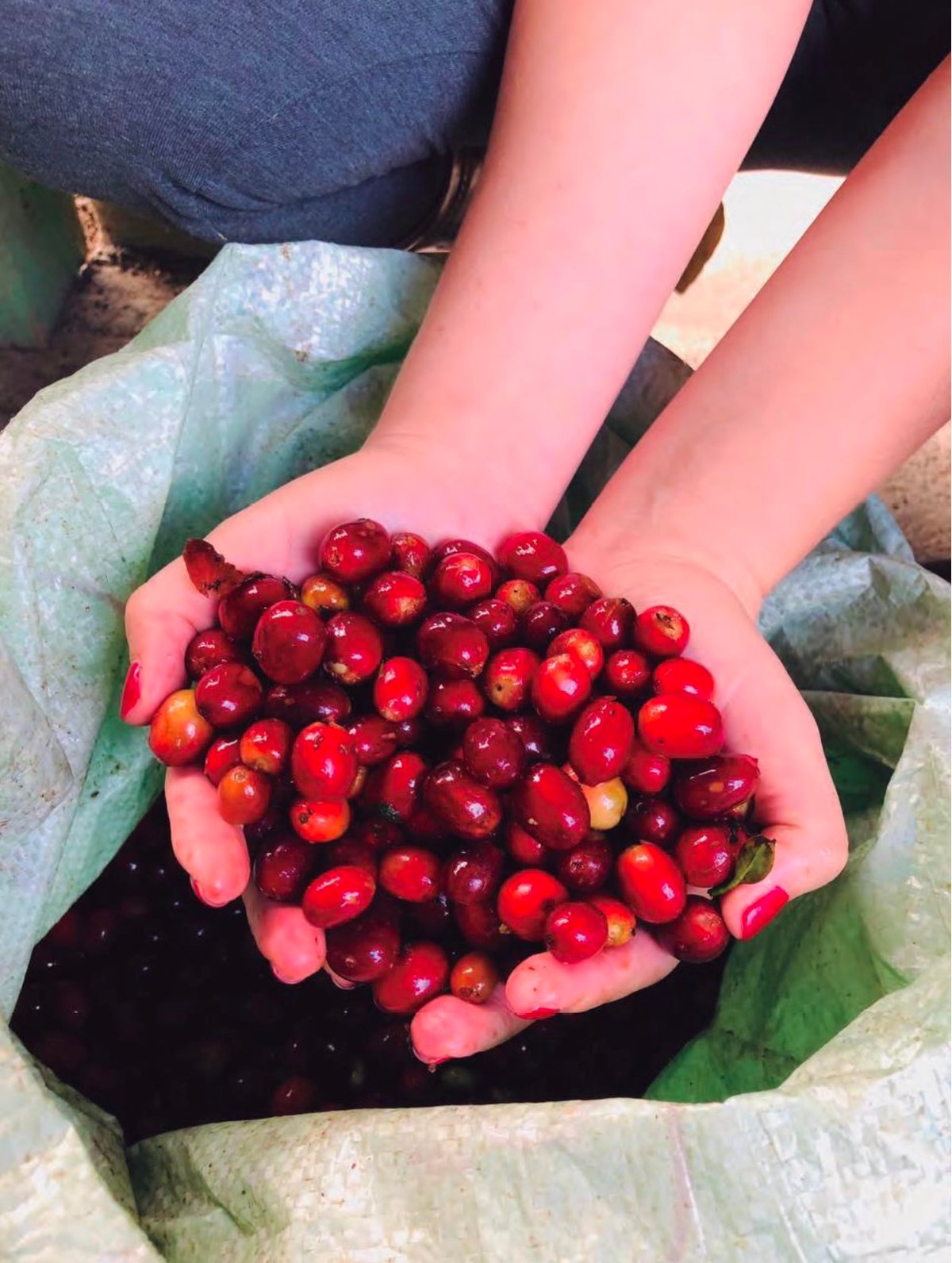 ニカラグア ラス マリアス農園 AAA ウォッシュ製法 200g | THE FIVE BE