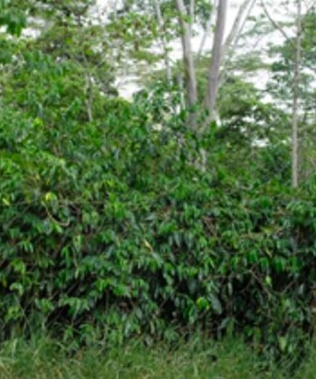 フレンチロースト（コロンビア　メサデ サントス農園　JAS Organic 、Bird Friendly ）  200g