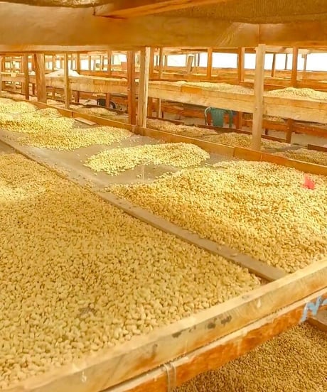 フレンチロースト（コロンビア　メサデ サントス農園　JAS Organic 、Bird Friendly ）  200g