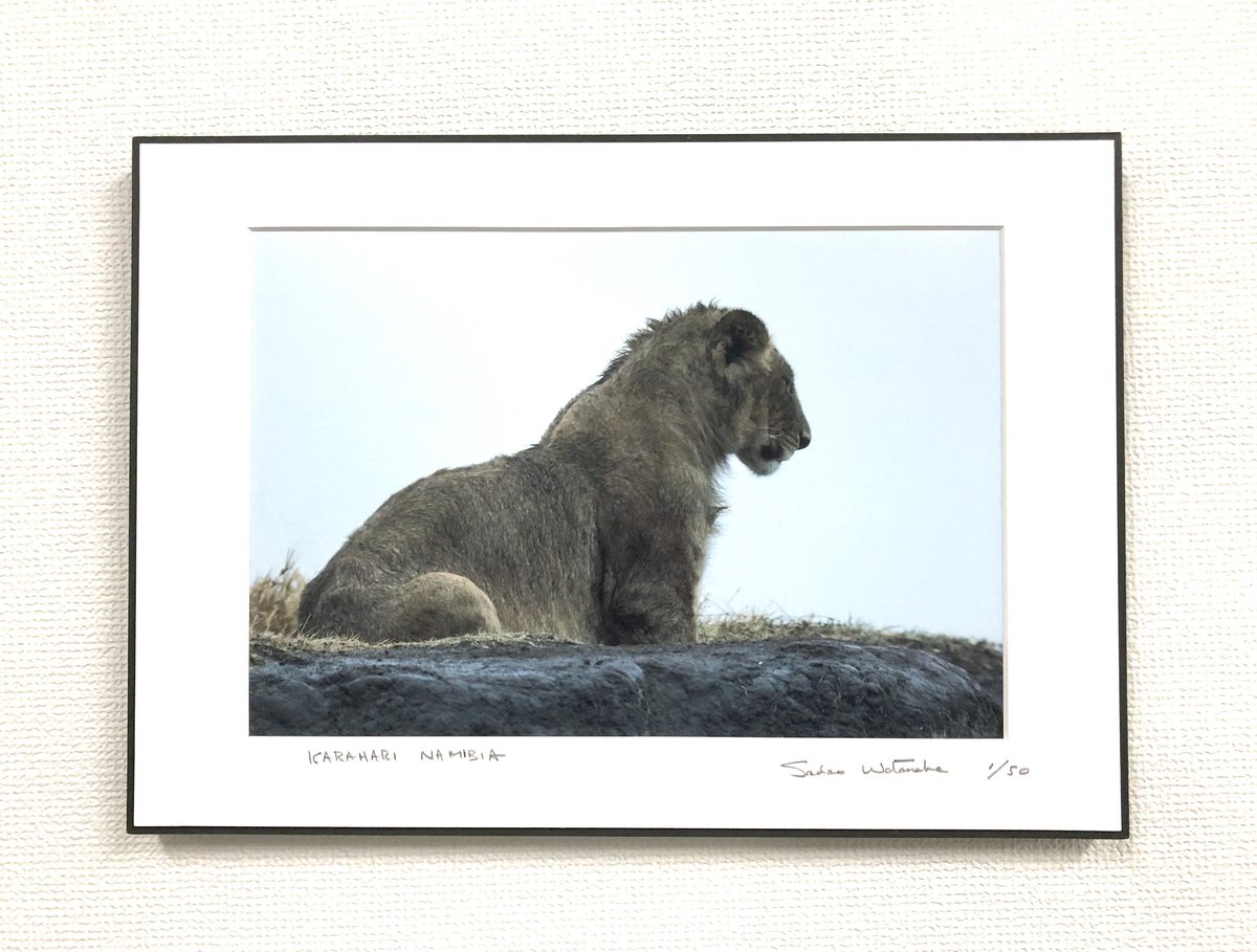 写真パネル＜雨に濡れたライオン＞直筆サイン付き 限定50枚