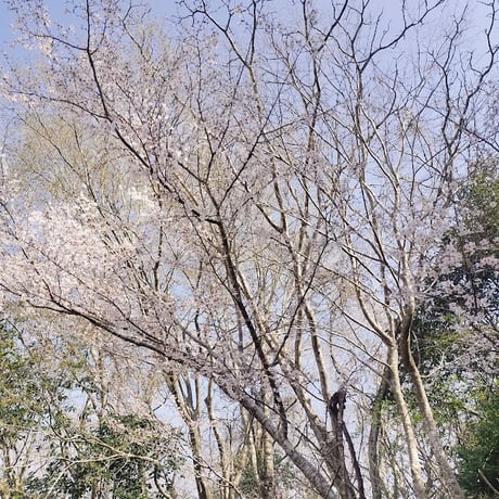 山桜はちみつ 260g　【2026年】（ 今年は採蜜量が去年の3分の1でしたが味は例年通りでした）
