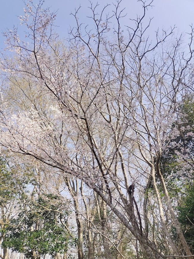 山桜はちみつ 260g 【2025年】 | 養蜂家斉藤雄紀の国産はちみつ専門店
