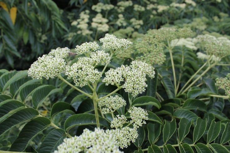 カラスザンショウはちみつ 260g【2025年】 | 養蜂家斉藤雄紀の国産