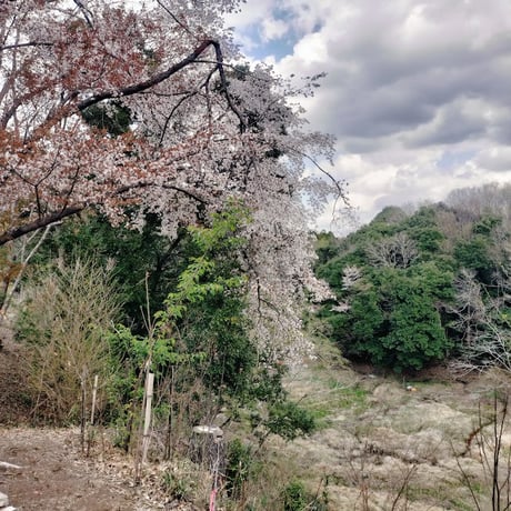 山桜はちみつ 260g　【2026年】（ 今年は採蜜量が去年の3分の1でしたが味は例年通りでした）