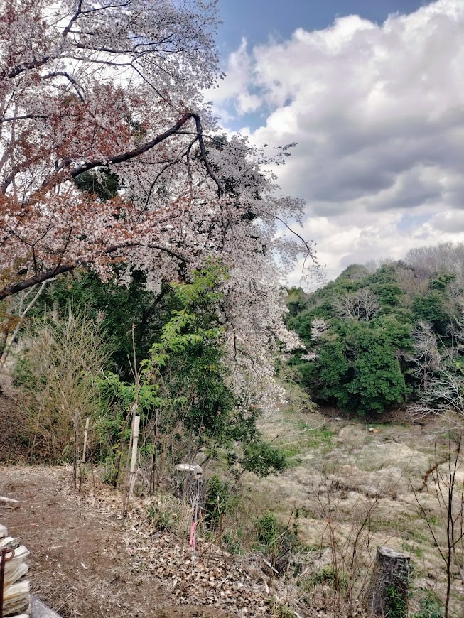 山桜はちみつ 260g 【2026年】（ 今年は採蜜量が去年の3分の1でしたが