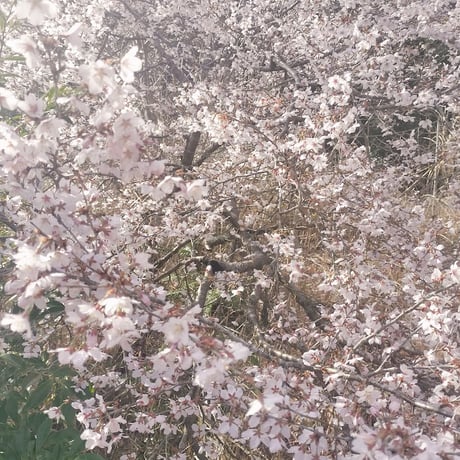 山桜はちみつ 260g　【2026年】（ 今年は採蜜量が去年の3分の1でしたが味は例年通りでした）