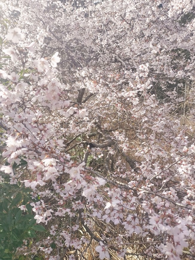 山桜はちみつ 260g 【2025年】 | 養蜂家斉藤雄紀の国産はちみつ専門店