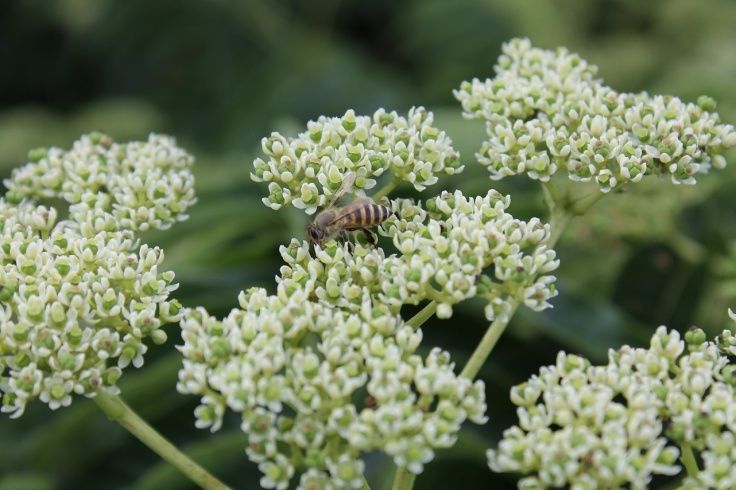 カラスザンショウ 枝付き葉っぱ1000枚 良品と訳あり半々ミックス 宅急便発送 カラスザンショウ 枝付き葉っぱ1000枚 良品と訳あり半々ミックス