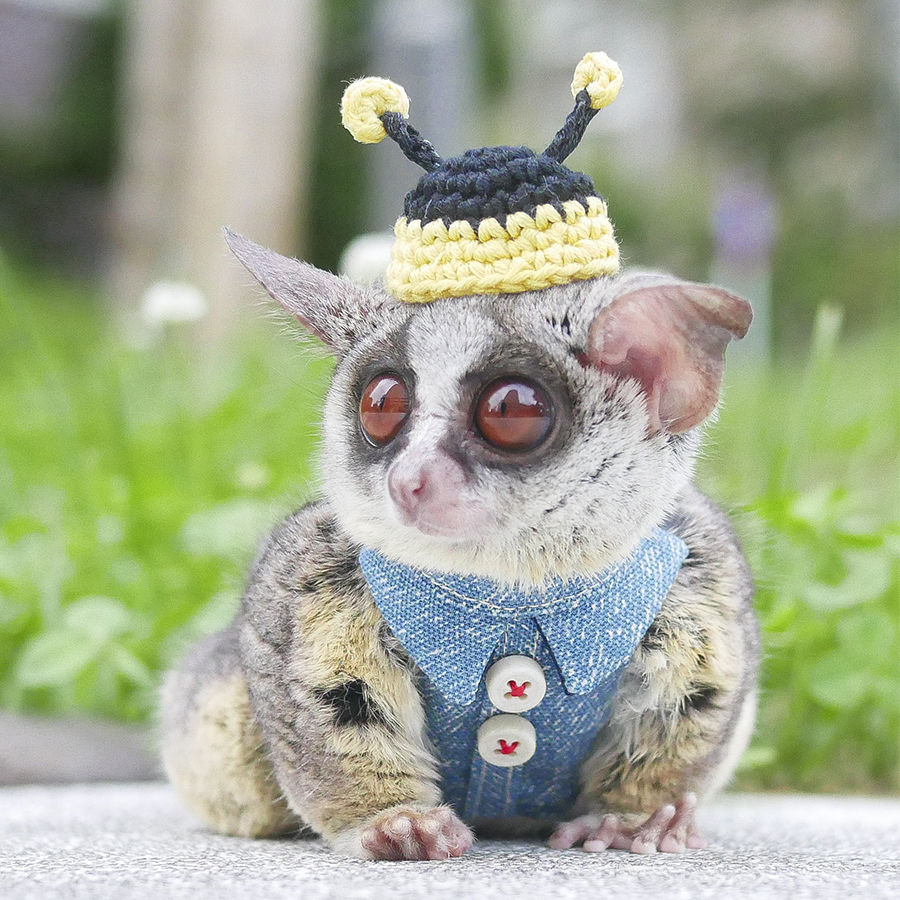 ショウガラゴ用】MILKY PIZZA ／デニムシャツハーネス／ S〜 | Sugar Mi