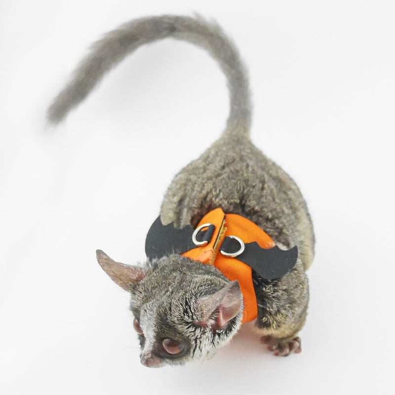 ショウガラゴ用】MILKY PIZZA ／ハロウィーン用コウモリ羽のハーネス