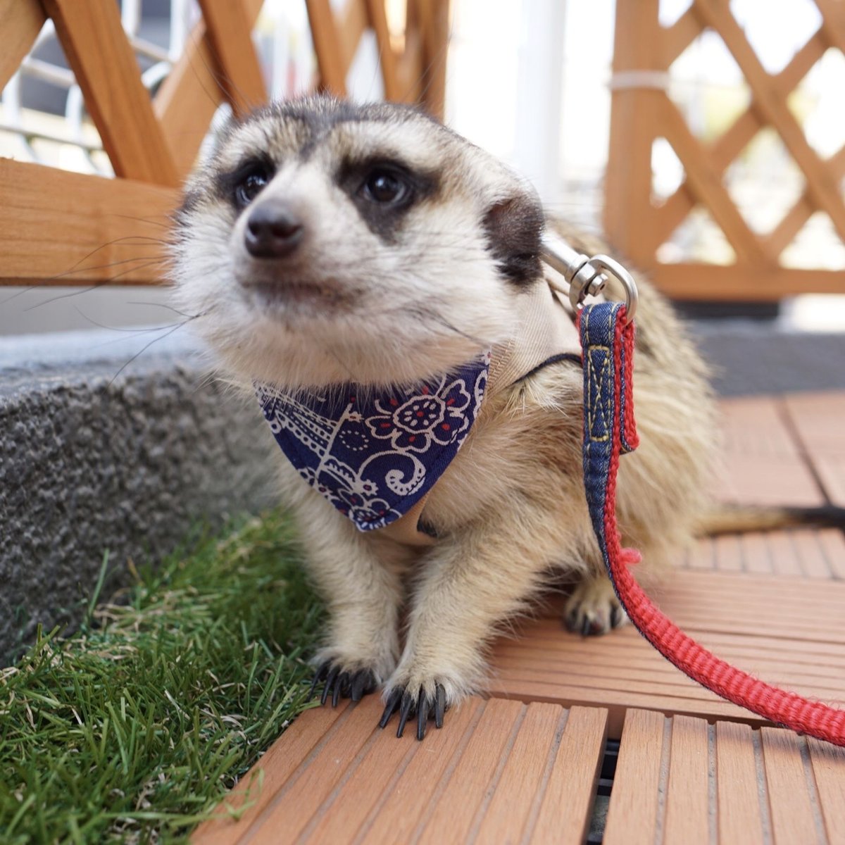 ミーヤキャット SM086 ミーアキャット｜動物・恐竜フィギュアのZOOO!