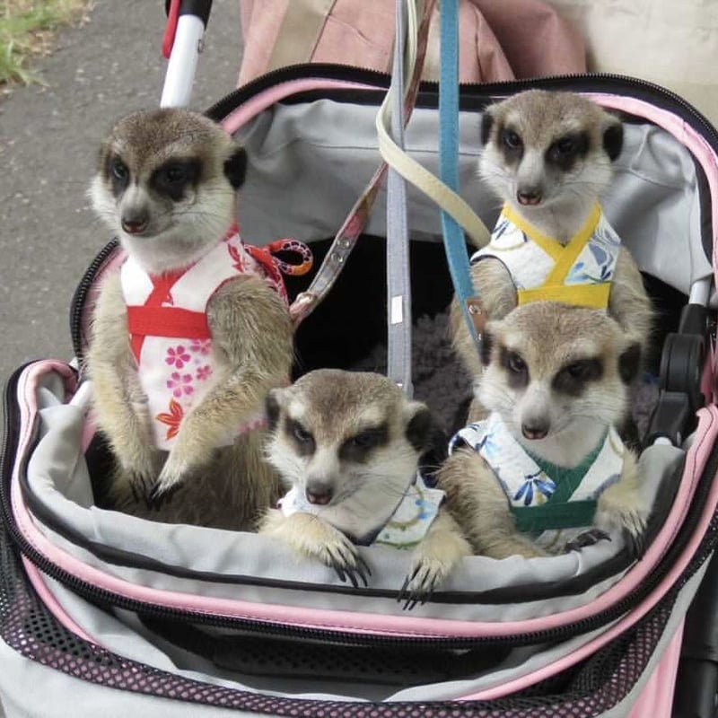 ミーアキャット 服 7着