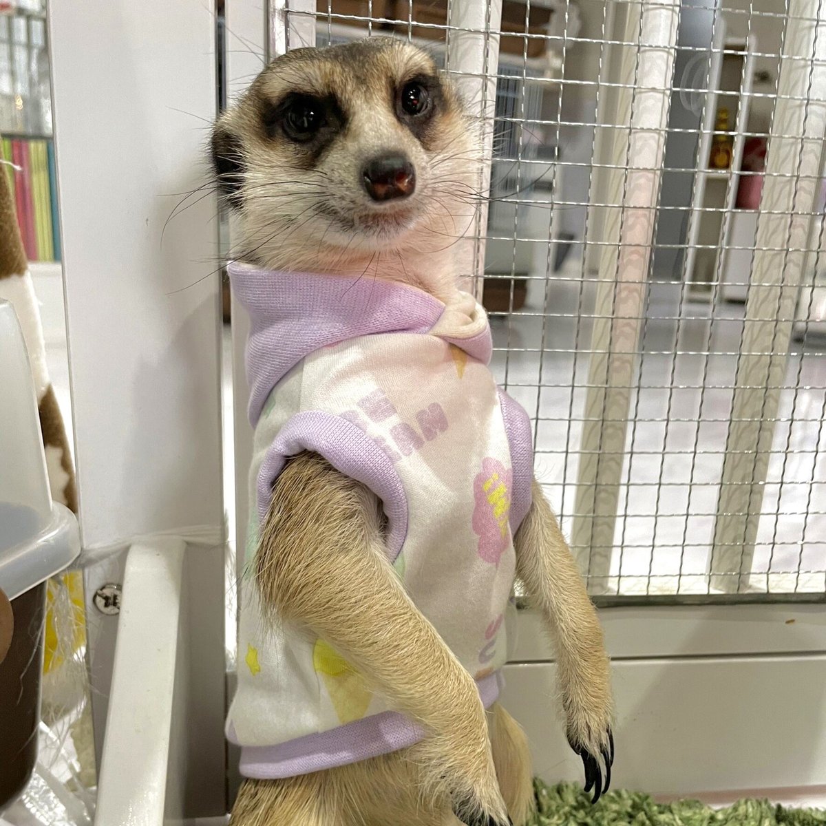 ミーアキャットさん ミーアキャット誕生！ - YouTube