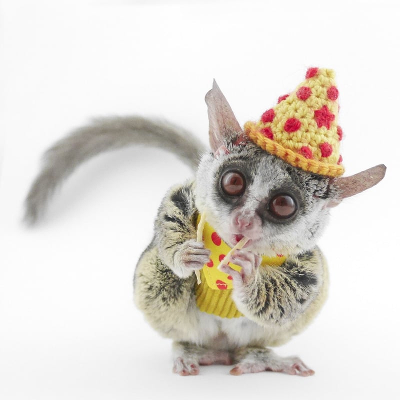 試作品ハーネス★ショウガラゴ… ショウガラゴ用】MILKY PIZZA／ペイズリー柄スタイハーネス／XXS