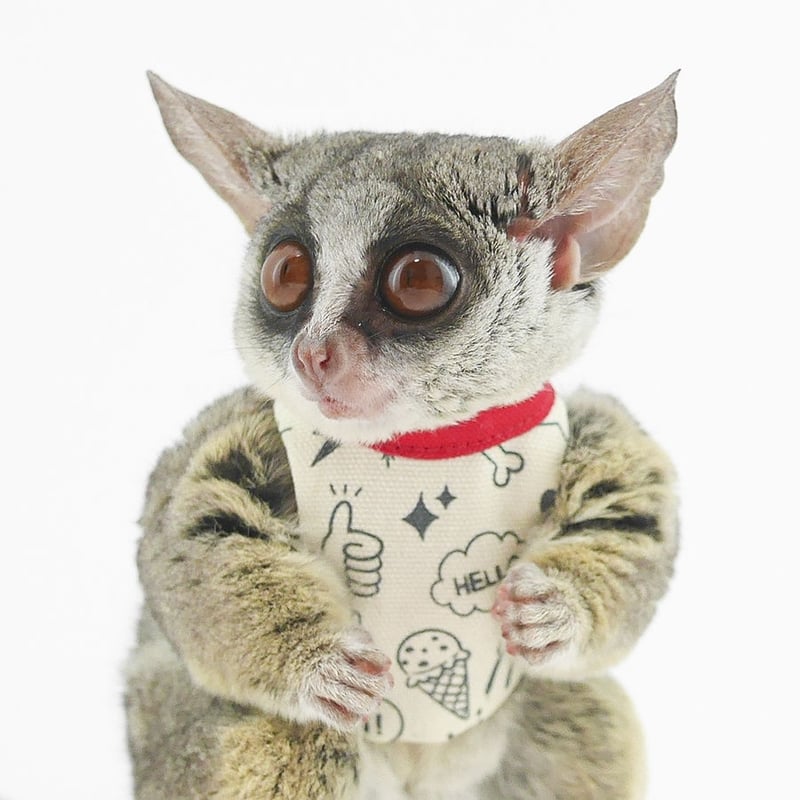 ショウガラゴ用】MILKY PIZZA／落書き総柄ハーネス／練習用サイズ