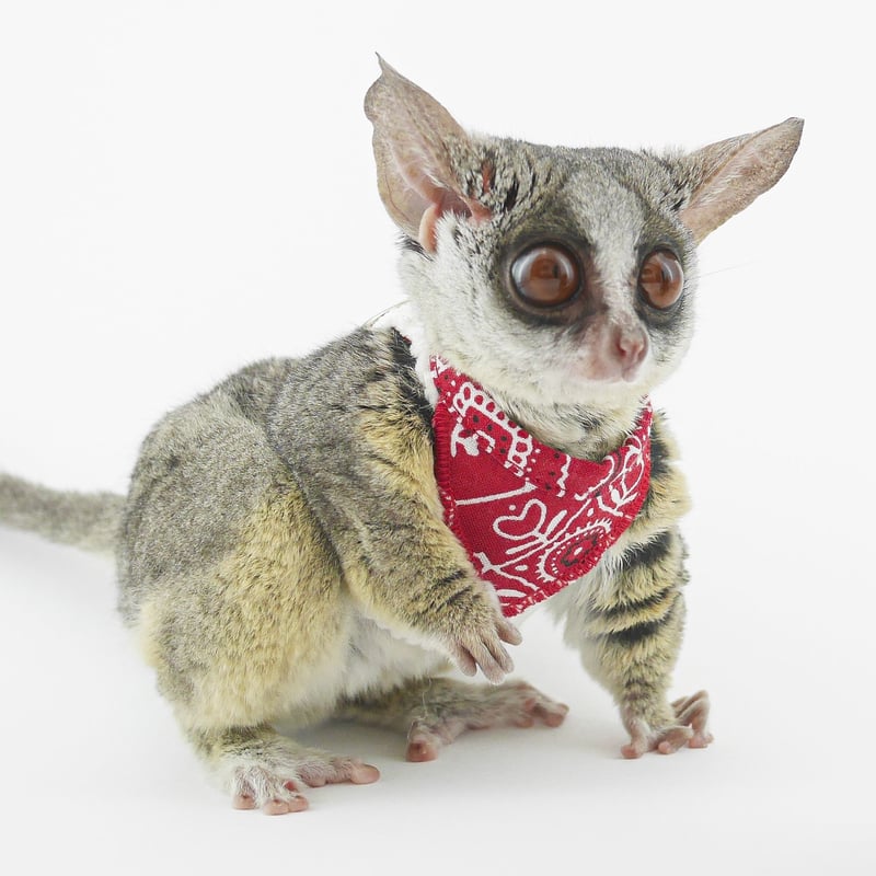 ショウガラゴ用】MILKY PIZZA／ペイズリー柄スタイハーネス／XXS