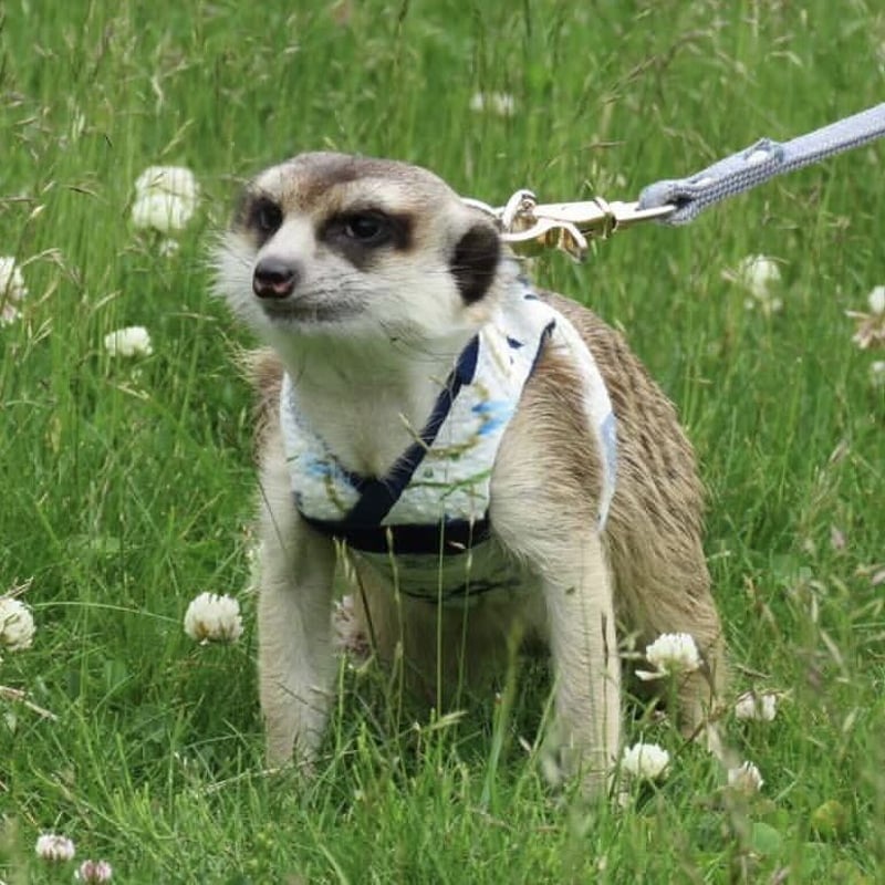 ミーアキャット 服 7着