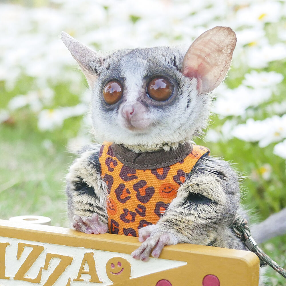 ショウガラゴ用】MILKY PIZZA ／レオパード柄ハーネス／ 練習用サイズ