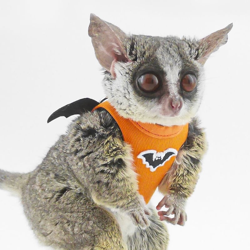 ショウガラゴ用】MILKY PIZZA ／ハロウィーン用コウモリ羽の