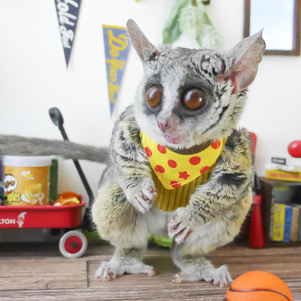 ショウガラゴ用】MILKY PIZZA ／ピザとる？ハーネス／ S〜 | Sugar Mil