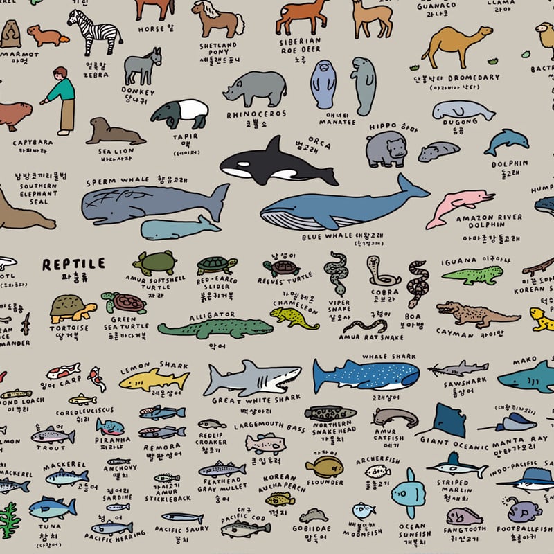 ANIMAL (600 x 900) | Graphic Dictionary Poster