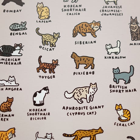 CAT 2 (A3) | Graphic Dictionary Poster