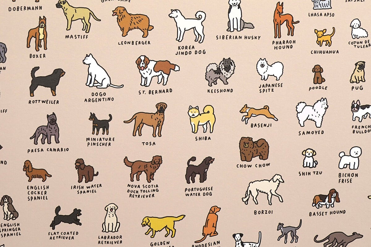 DOG BREEDS (A2) | Graphic Dictionary Poster | Z