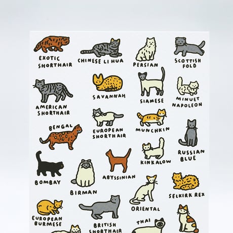 CAT DICTIONARY 1 | Postcard
