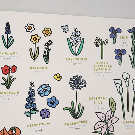FLOWER (A3) | Graphic Dictionary Poster
