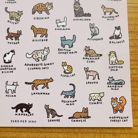 CAT 2 (600 x 900) | Graphic Dictionary Poster
