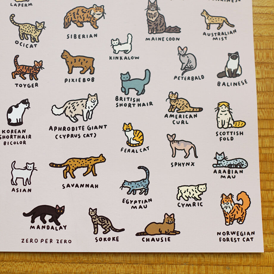 CAT 2 (A3) | Graphic Dictionary Poster | ZERO P