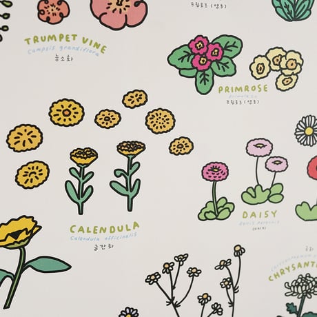 FLOWER (A3) | Graphic Dictionary Poster