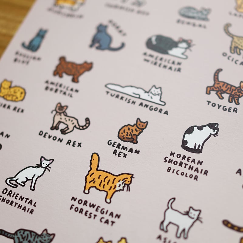 CAT 2 (A3) | Graphic Dictionary Poster | ZERO P