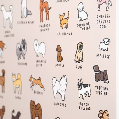 DOG BREEDS (A3) | Graphic Dictionary Poster