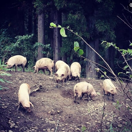 《不定貫商品のため ご予約をお願い致します》   Jambon de HIMEKI(ジャンボン・ド・ヒメキ)：長野県　「小谷野豚の生ハム"Miyabi"」原木（骨付き生ハム）7Kg前後