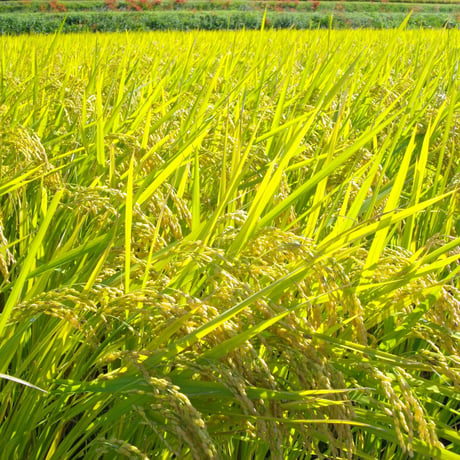 無農薬の米ぬか500g（自然農法産100％）