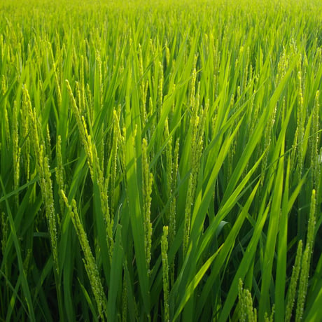 無農薬の米ぬか500g（自然農法産100％）