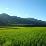 はらだ自然農園｜自然農法米・自然栽培米