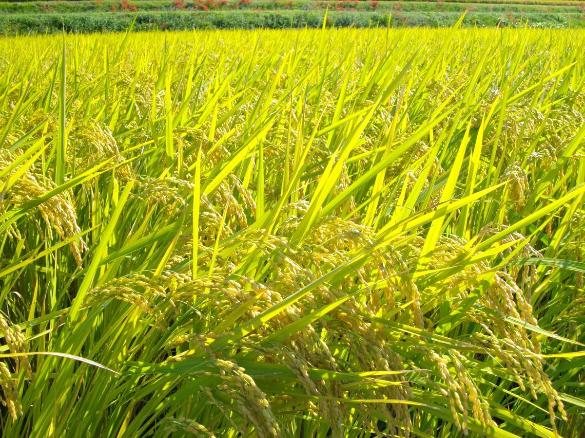 玄米10kg（令和５年産・無肥料自然栽培米 にこまる） | はらだ自然