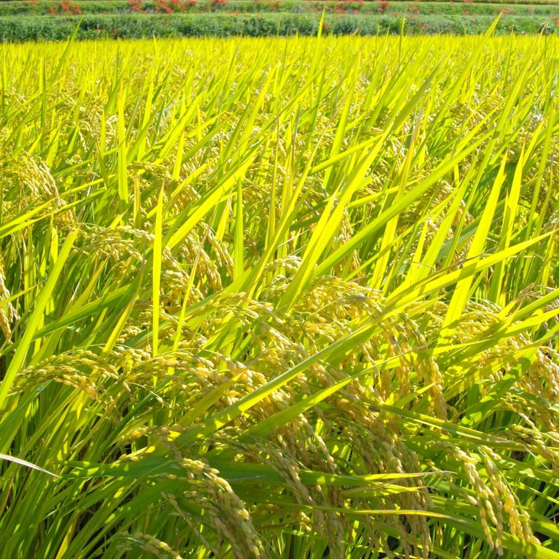 八分つき5kg（令和7年産・無肥料自然栽培米 にこまる） | はらだ自然