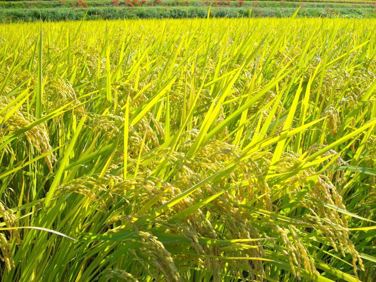 白米10kg（令和7年産・無肥料自然栽培米 ヒノヒカリ ） | はらだ自然