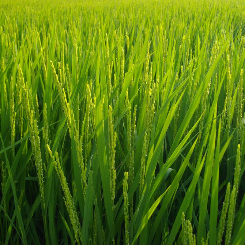 七分つき5kg（令和7年産・無肥料自然栽培米 ヒノヒカリ） | はらだ