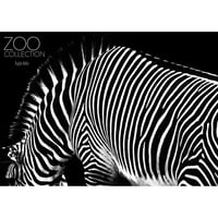 ZOO COLLECTION